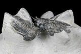 Bargain Devil Horned Cyphaspis Walteri Trilobite Cluster #179204-9